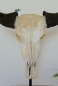 Buffalo Head on Stand (#6)