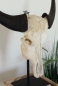 Buffalo Head on Stand (#6)