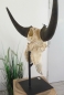 Buffalo Head on Stand (#6)