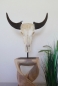 Buffalo Head on Stand (#6)