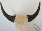 Buffalo Head on Stand (#6)