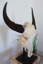 Buffalo Head on Stand (#5)