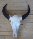 Buffalo head as wall decoration(#9)